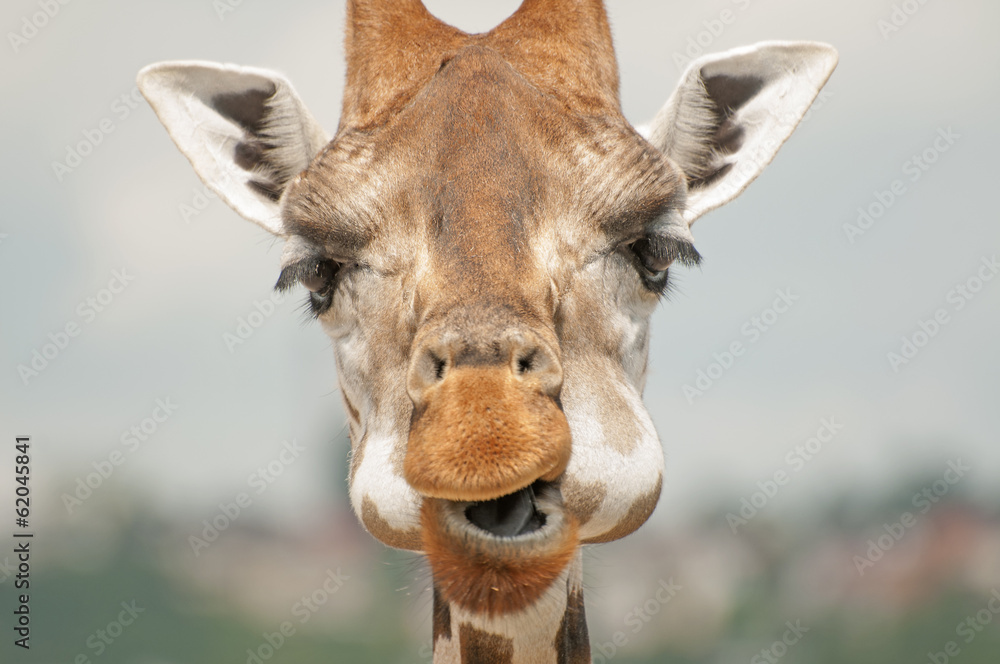 Obraz premium Giraffe