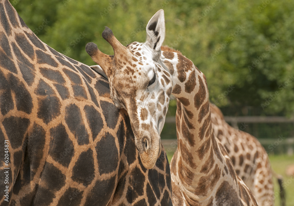 Fototapeta premium Giraffe