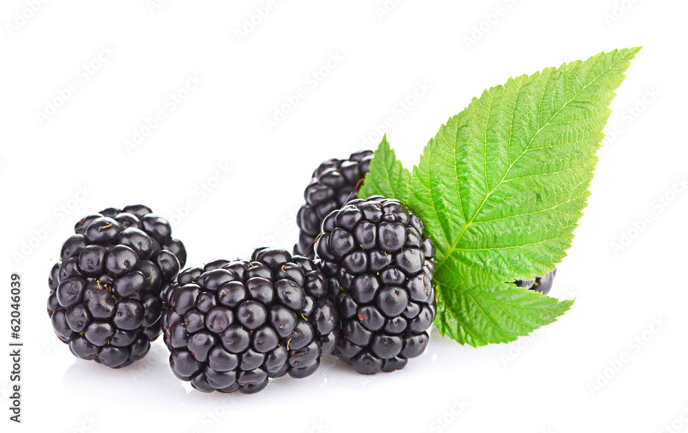 blackberry isolated on white blackberry isolated on white