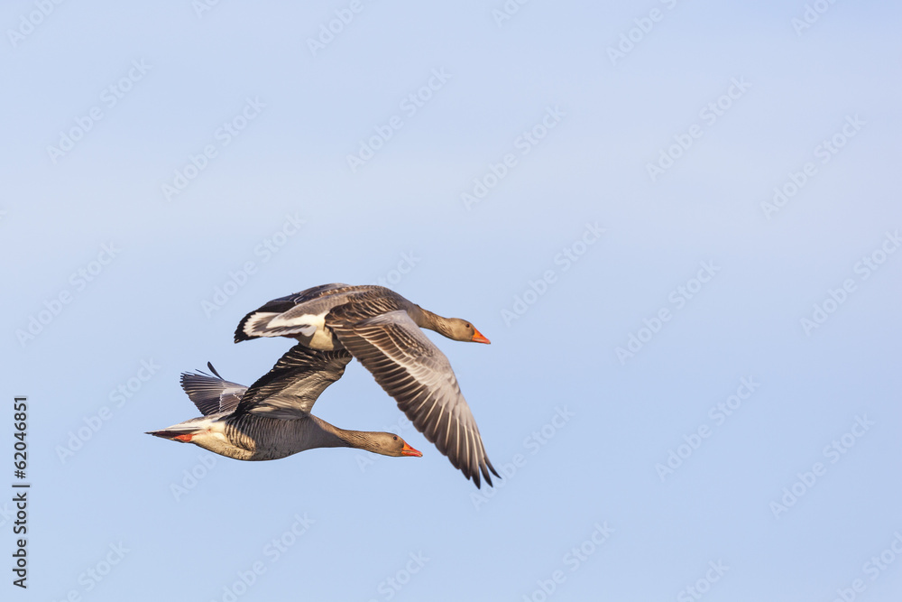 Obraz premium Greylag Geese flying