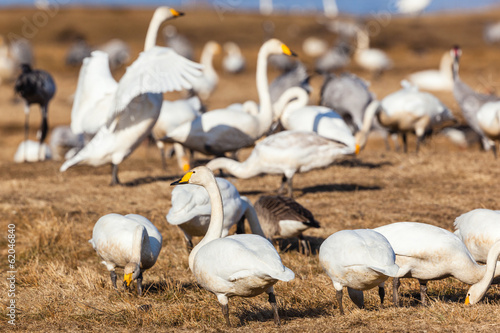 Whooper swan