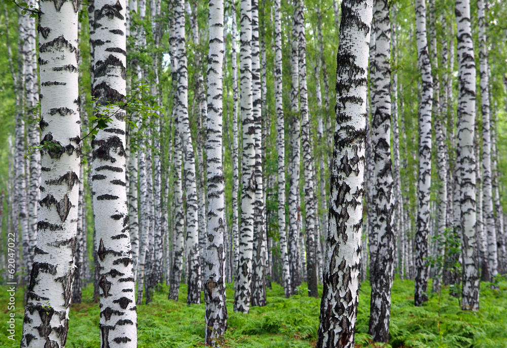 Fototapeta miły letni brzozowy las