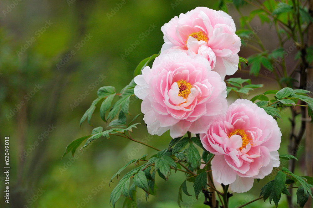 Obraz premium 牡丹の花