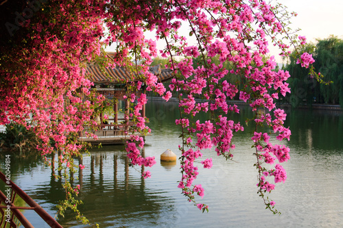 Canvas Print Flowers in Chinese park. Kunming. China.