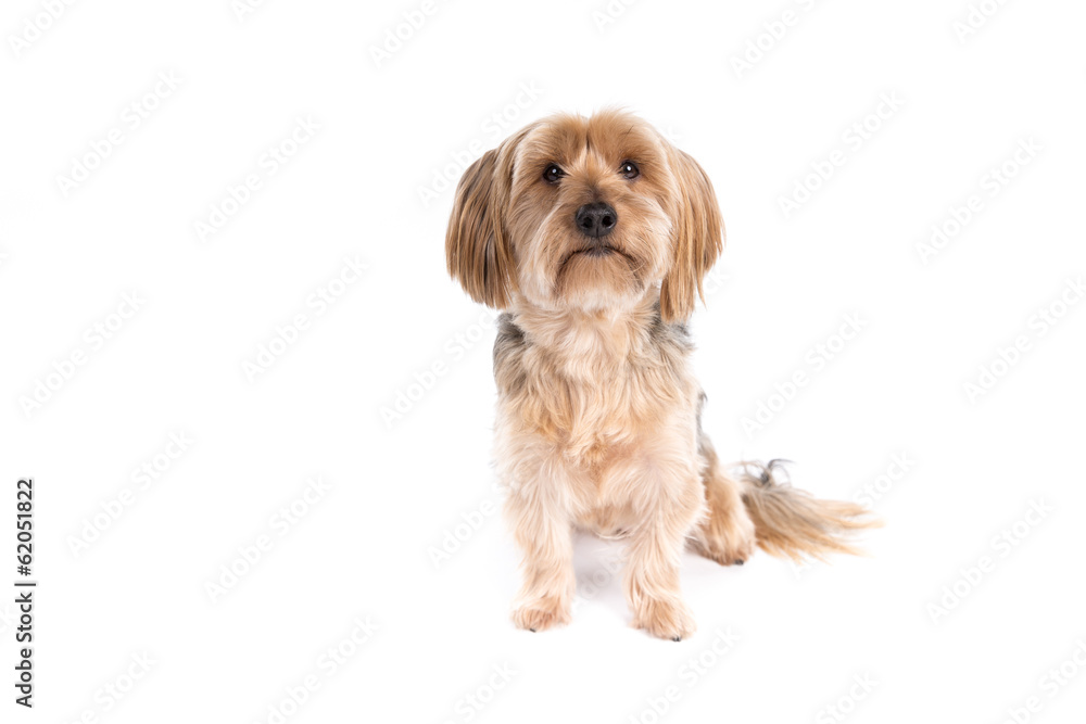Yorkshire Terrier dog on a white background