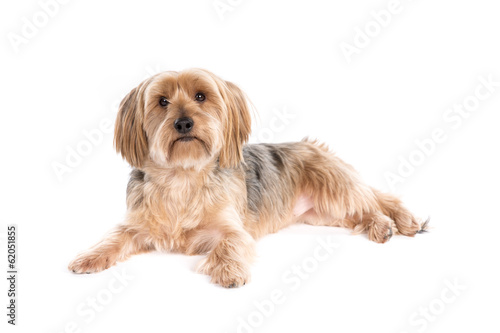 Yorkshire Terrier dog on a white background