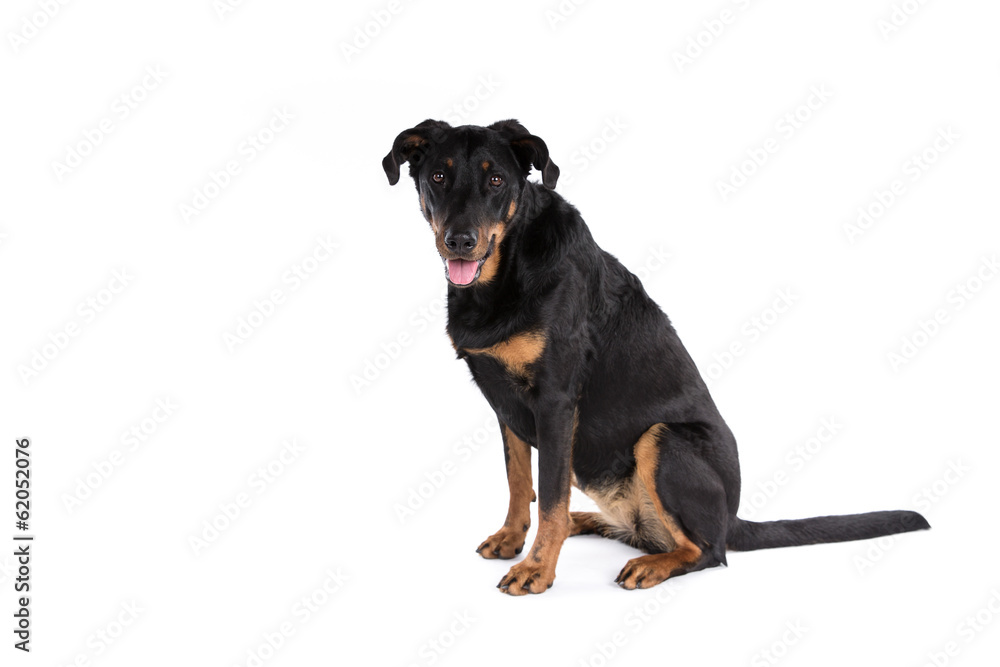 Beauceron dog on a white background