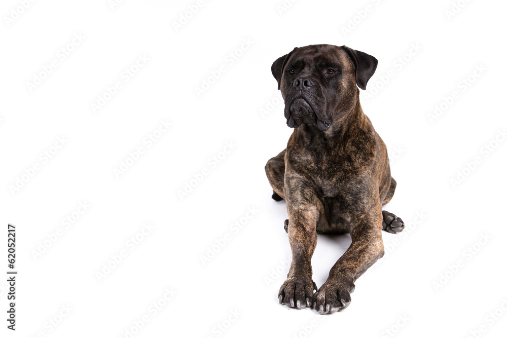 Bullmastiff dog on a white background Bullmastiff dog on a white background