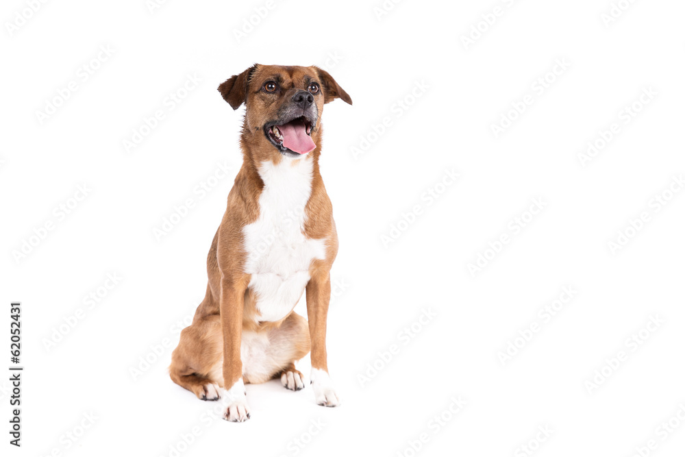 Mixed breed dog on a white background