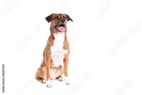 Mixed breed dog on a white background