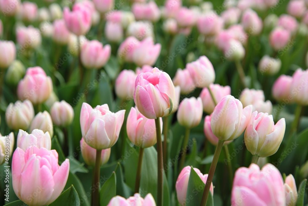 Naklejka premium Field of pink tulips