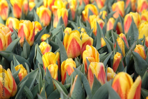 Cheerful yellow and red tulips