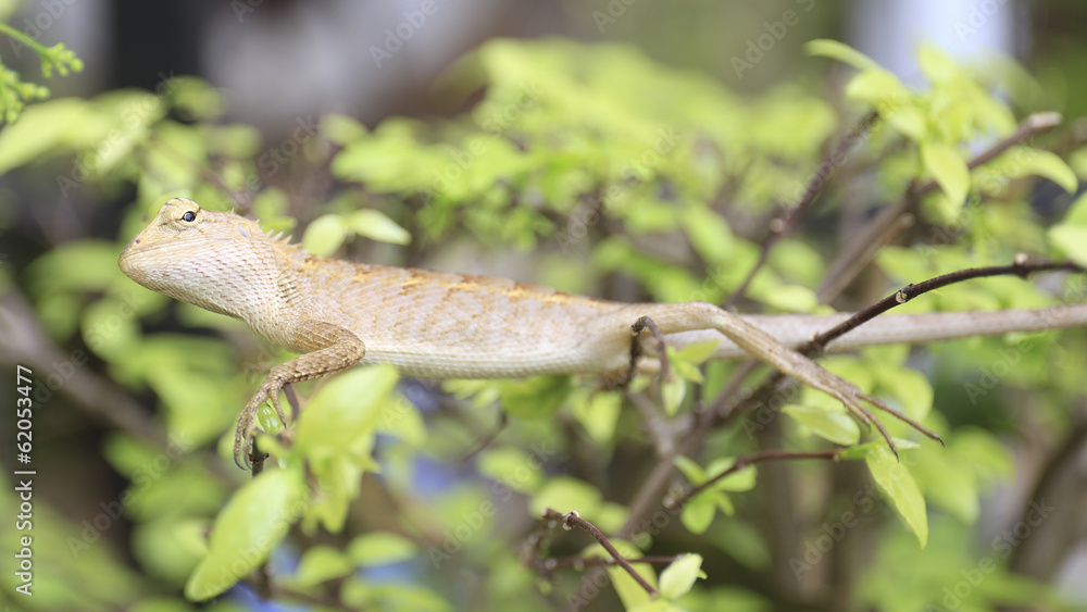 Close-up chameleon in the tropical forests of Thailand. Close-up chameleon in the tropical forests of Thailand.