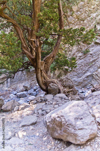 Rocky soil of Samaria gorge