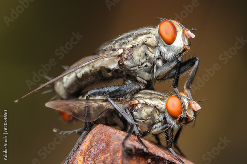 fly macro © iamporpla