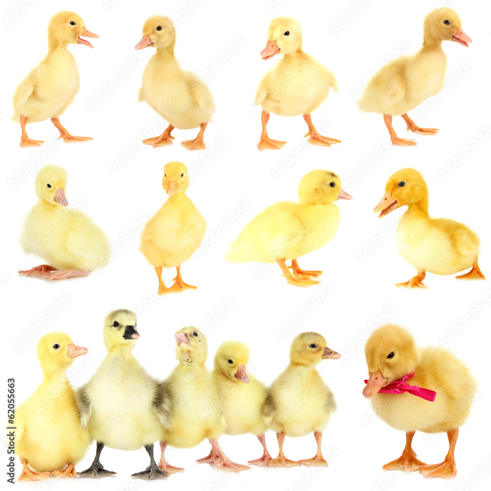 Little ducklings isolated on white Little ducklings isolated on white