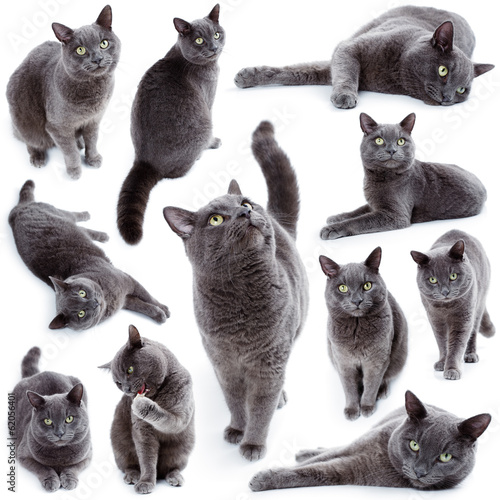 Fototapeta Naklejka Na Ścianę i Meble -  Green eyed Maltese cat also known as the British Blue