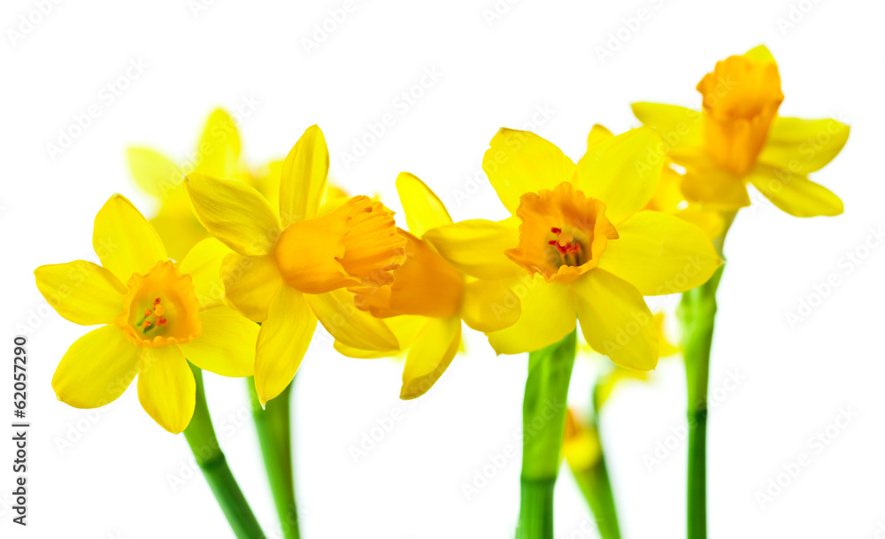 narcissus isolated on white narcissus isolated on white