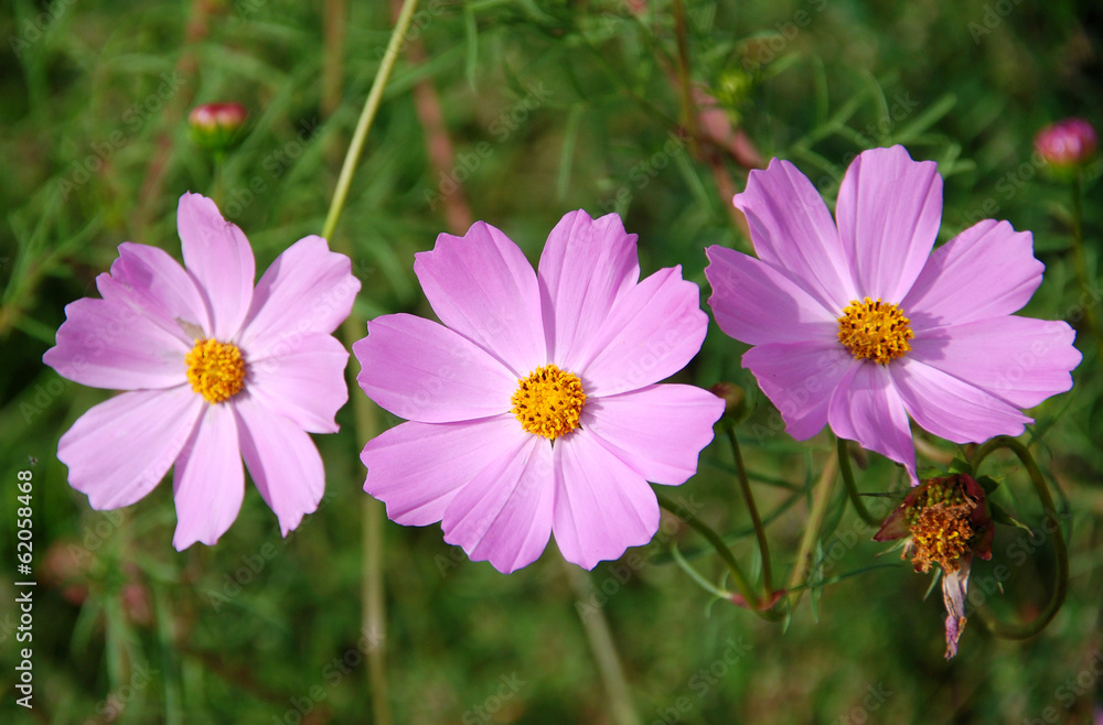 Obraz premium Pink daisies