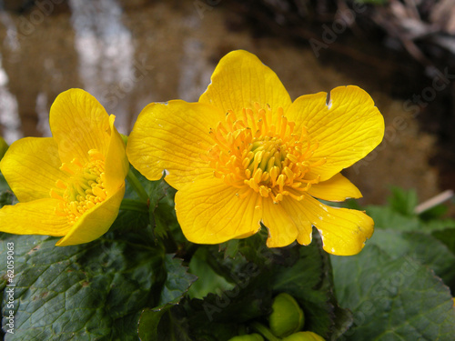 Bilde på lerret Marigold