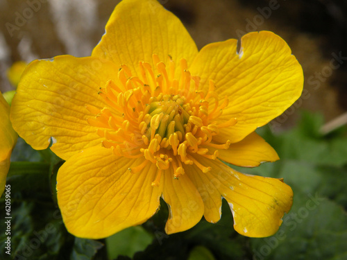 Canvas-taulu Marigold