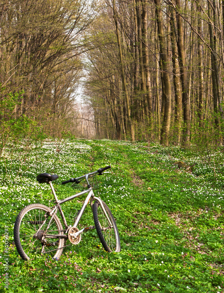 bicycle in spring forest