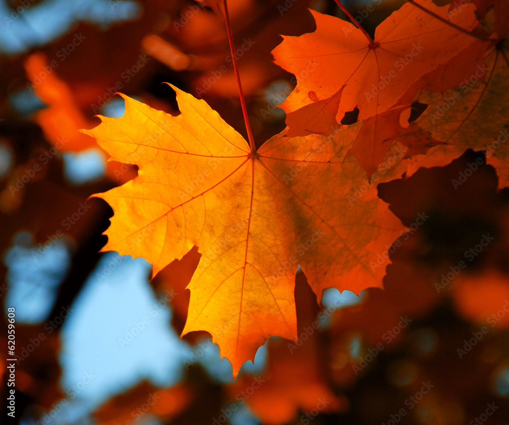 Maple leaf Maple leaf