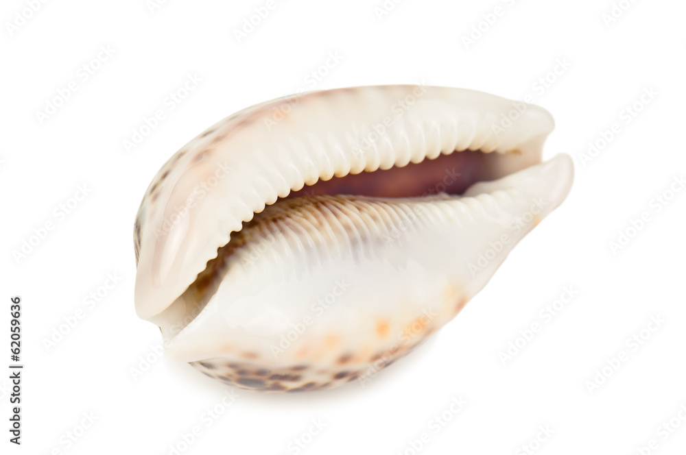 exotic shell