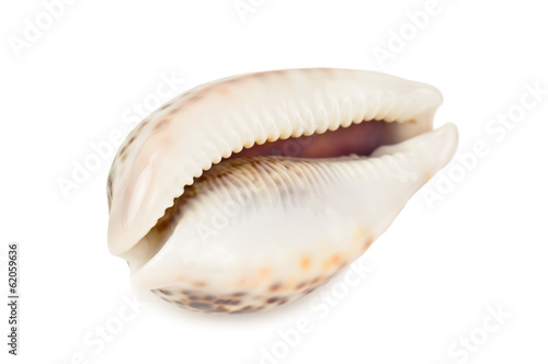 exotic shell