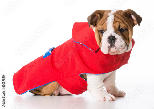 dog wearing coat