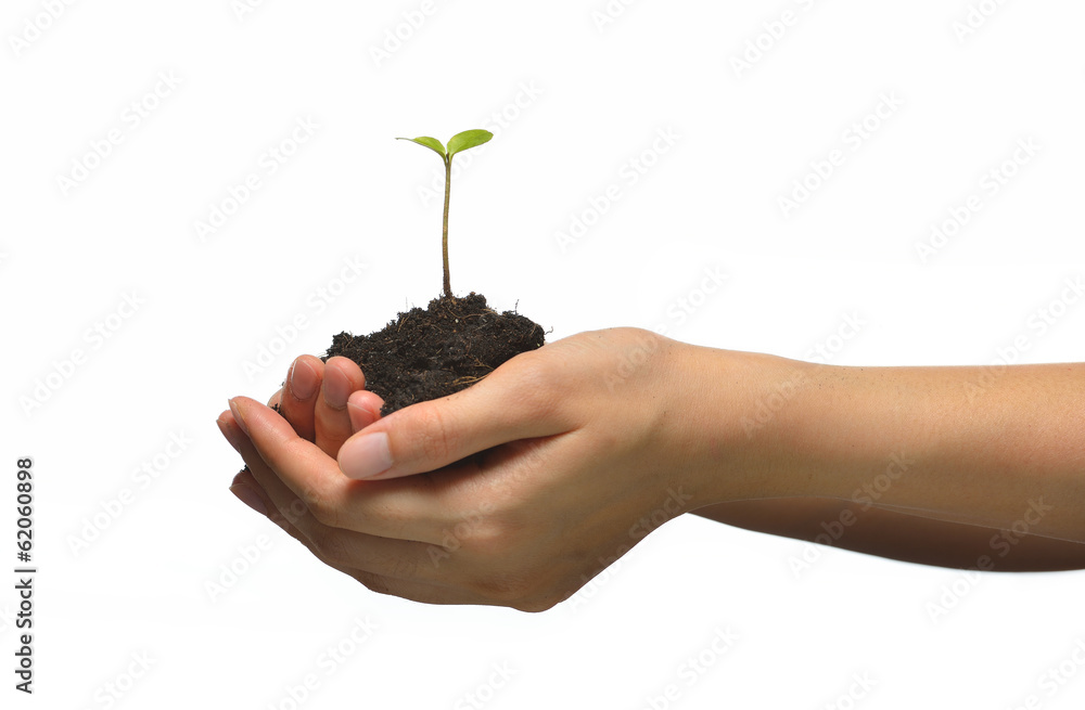 Plant in female hands isolated on white background