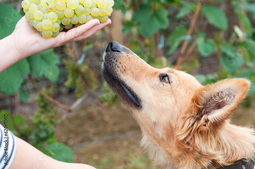 Basque sheepherd dog smelling some grapes