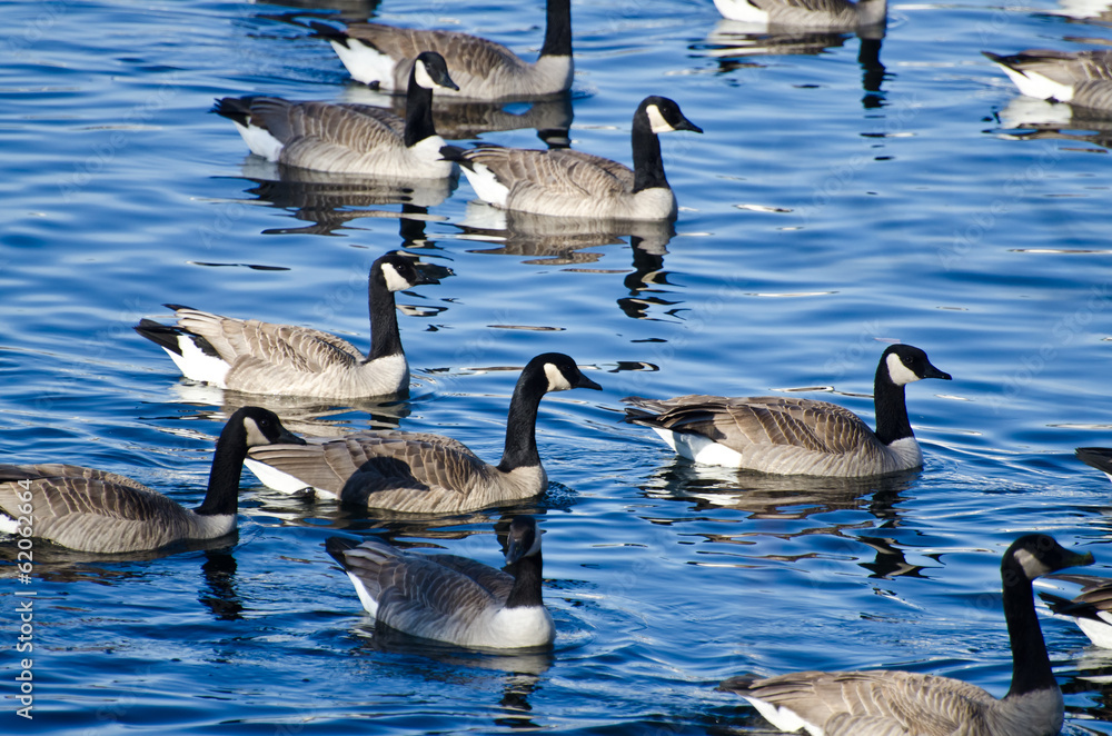 Flock of Canada Geese Swimming in Lake Flock of Canada Geese Swimming in Lake