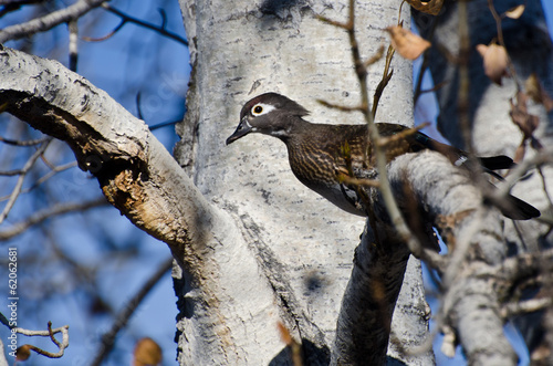 Female Wood Duck Perched in a Tree photo