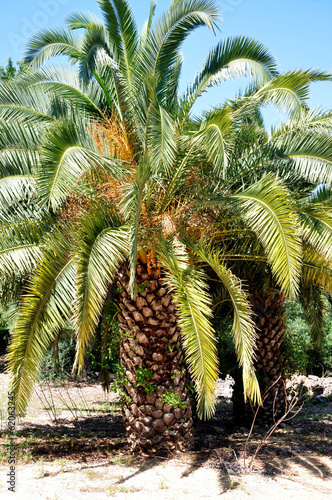 view of palm