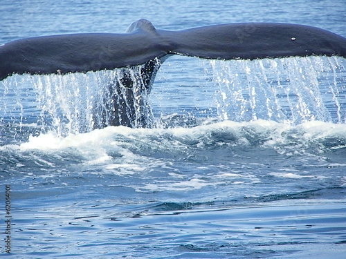 whale tail and horizontal flukes