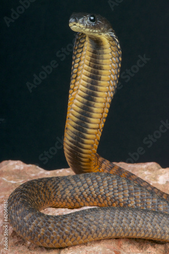 Arabian cobra / Naja arabica