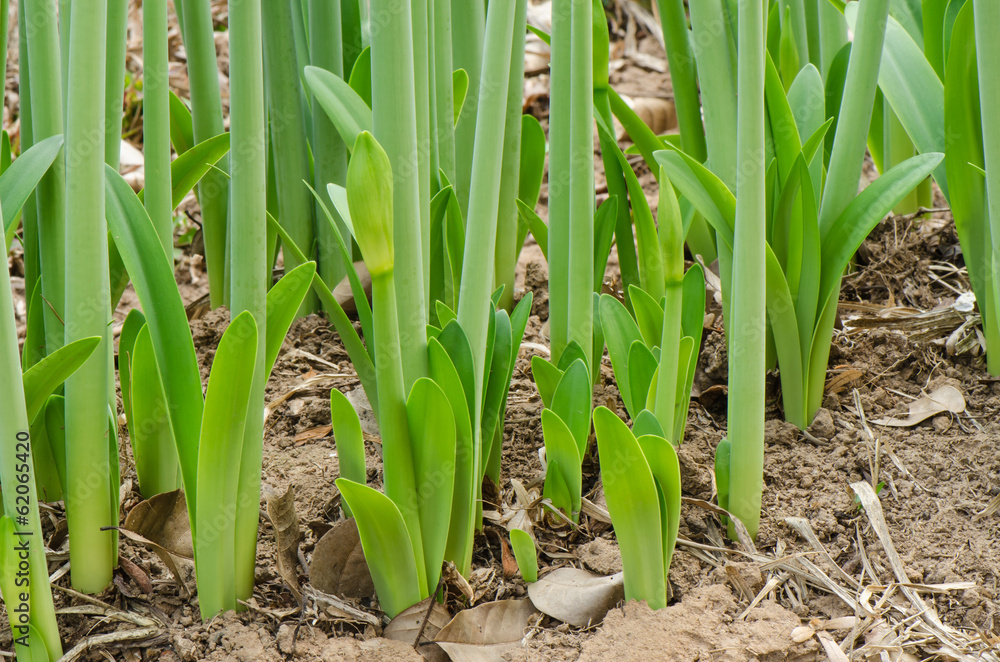 Plant Shooting Plant Shooting