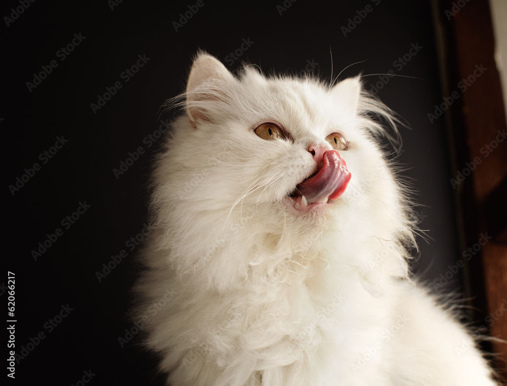 Cat licking its mouth