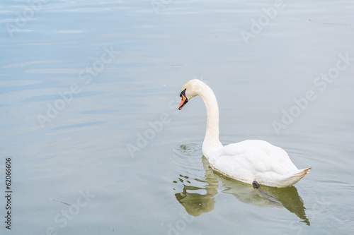 Swan Drinking