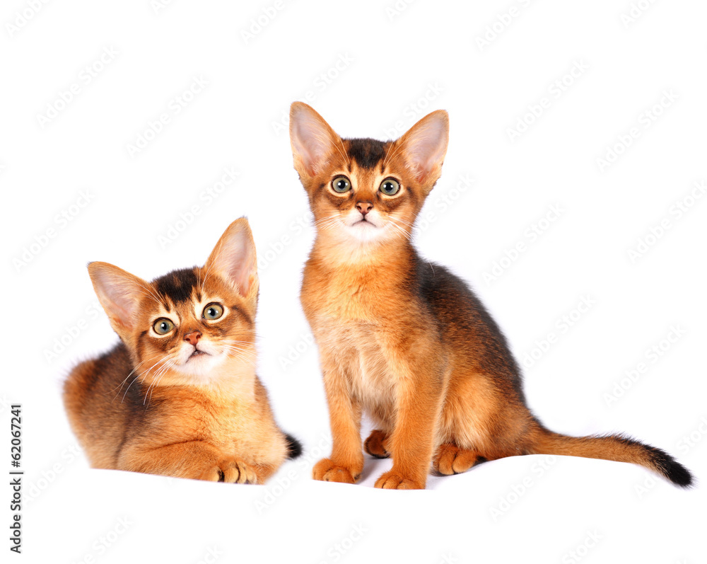 Two abyssinian kittens portrait Two abyssinian kittens portrait