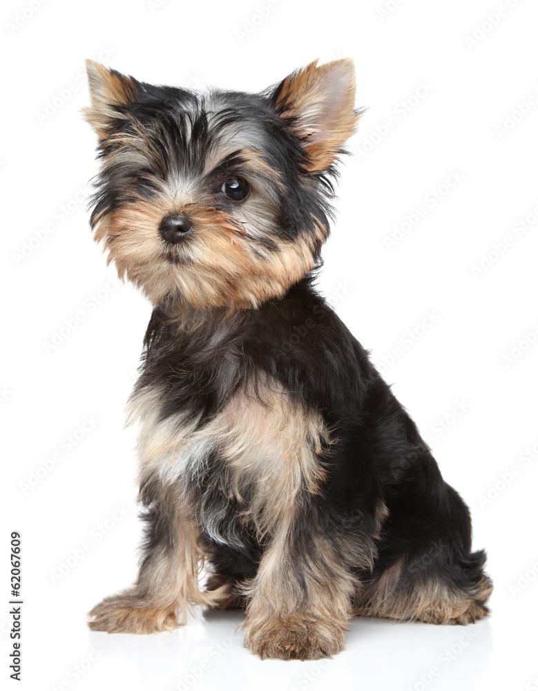 Yorkshire terrier puppy Yorkshire terrier puppy