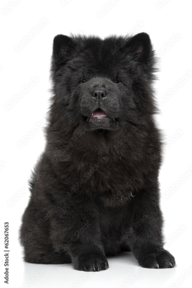 Obraz premium Black Chow chow puppy