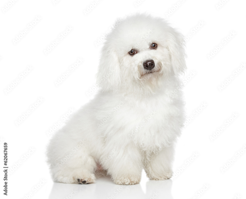 Bichon Frise dog