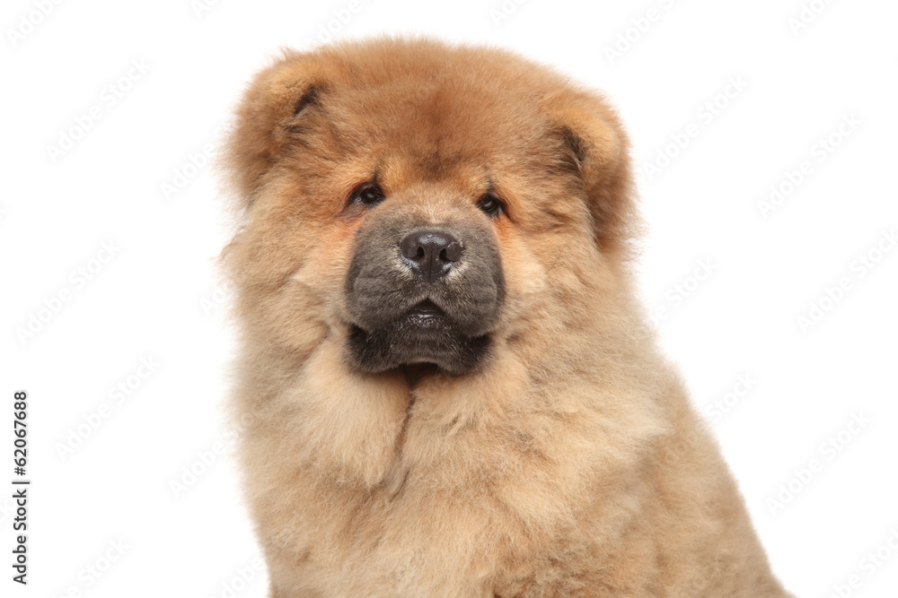Chow chow puppy close-up portrait