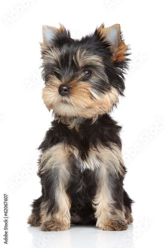 Fototapeta Naklejka Na Ścianę i Meble -  Yorkshire terrier puppy