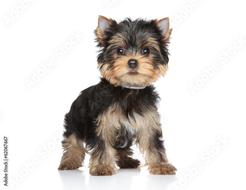 Fototapeta Naklejka Na Ścianę i Meble -  Yorkshire terrier puppy portrait