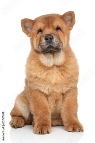 Brown Chow chow puppy