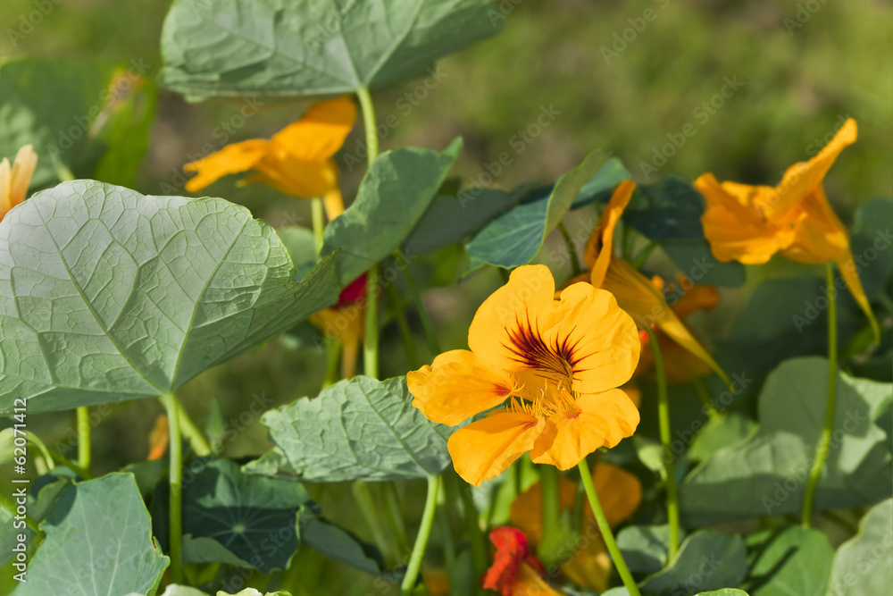 Blooming Yellow nastursiums flowers Blooming Yellow nastursiums flowers