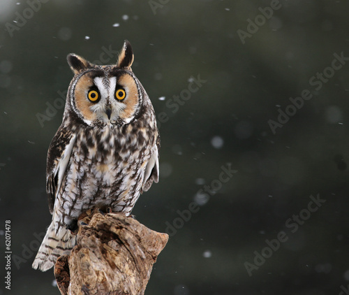 Startled Long-eared Owl